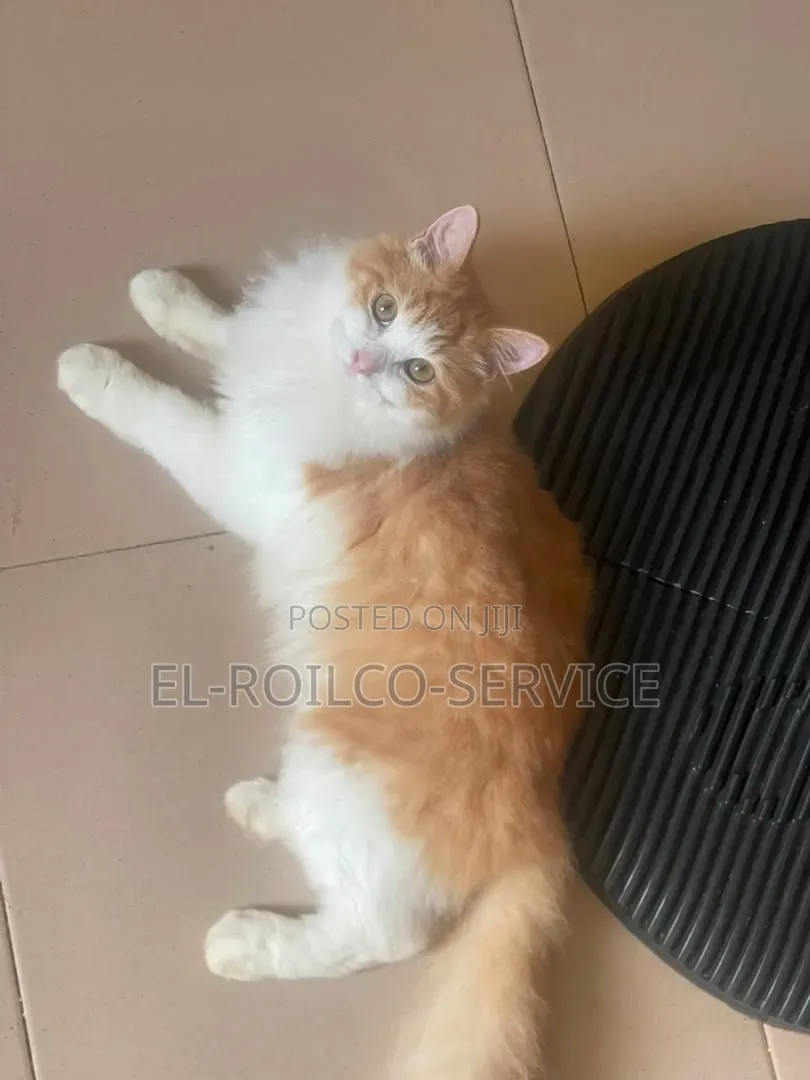 1-3 months Male Purebred Persian