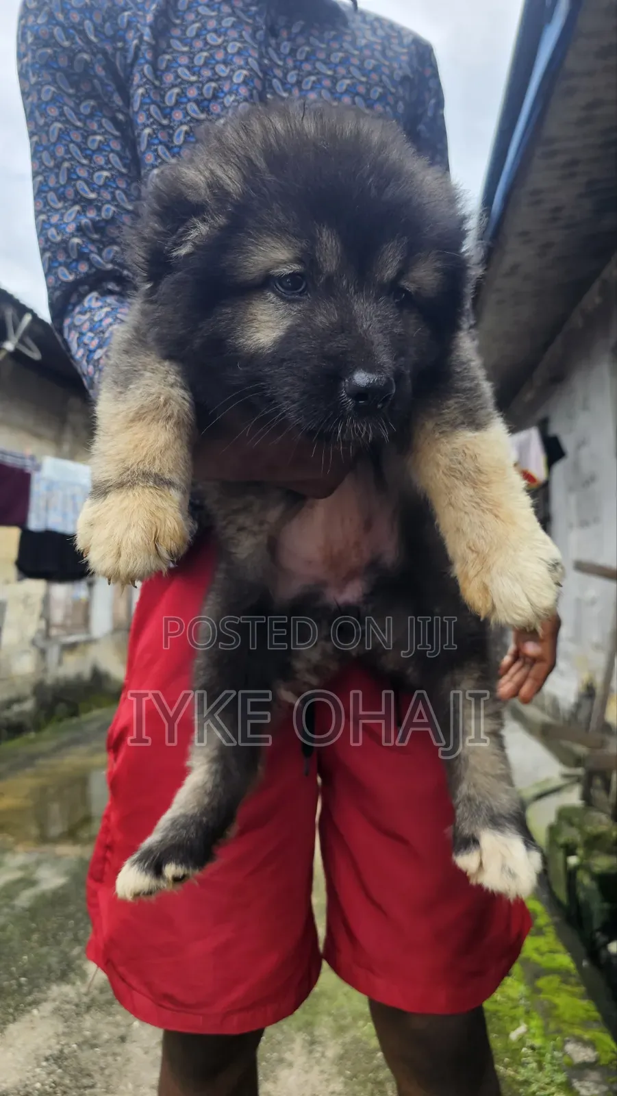 1-3 months Female Purebred Caucasian Shepherd