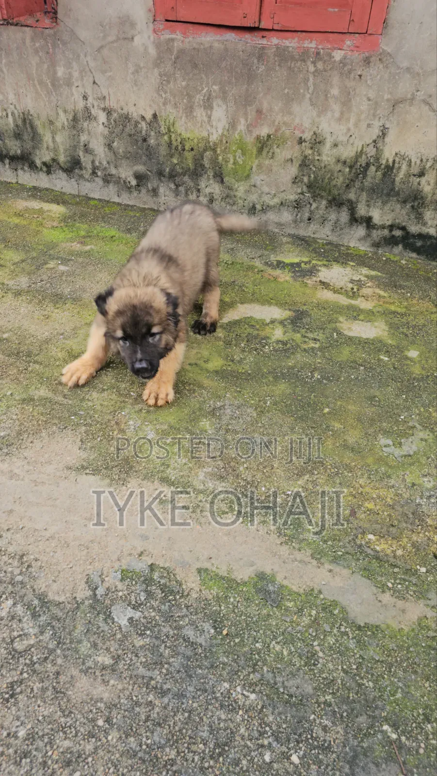 1-3 months Female Purebred Caucasian Shepherd