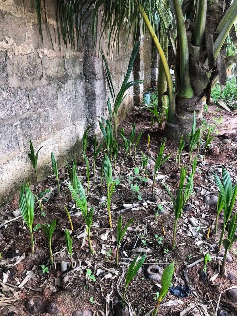 Dwarf Coconut Seedlings Green and Yellow