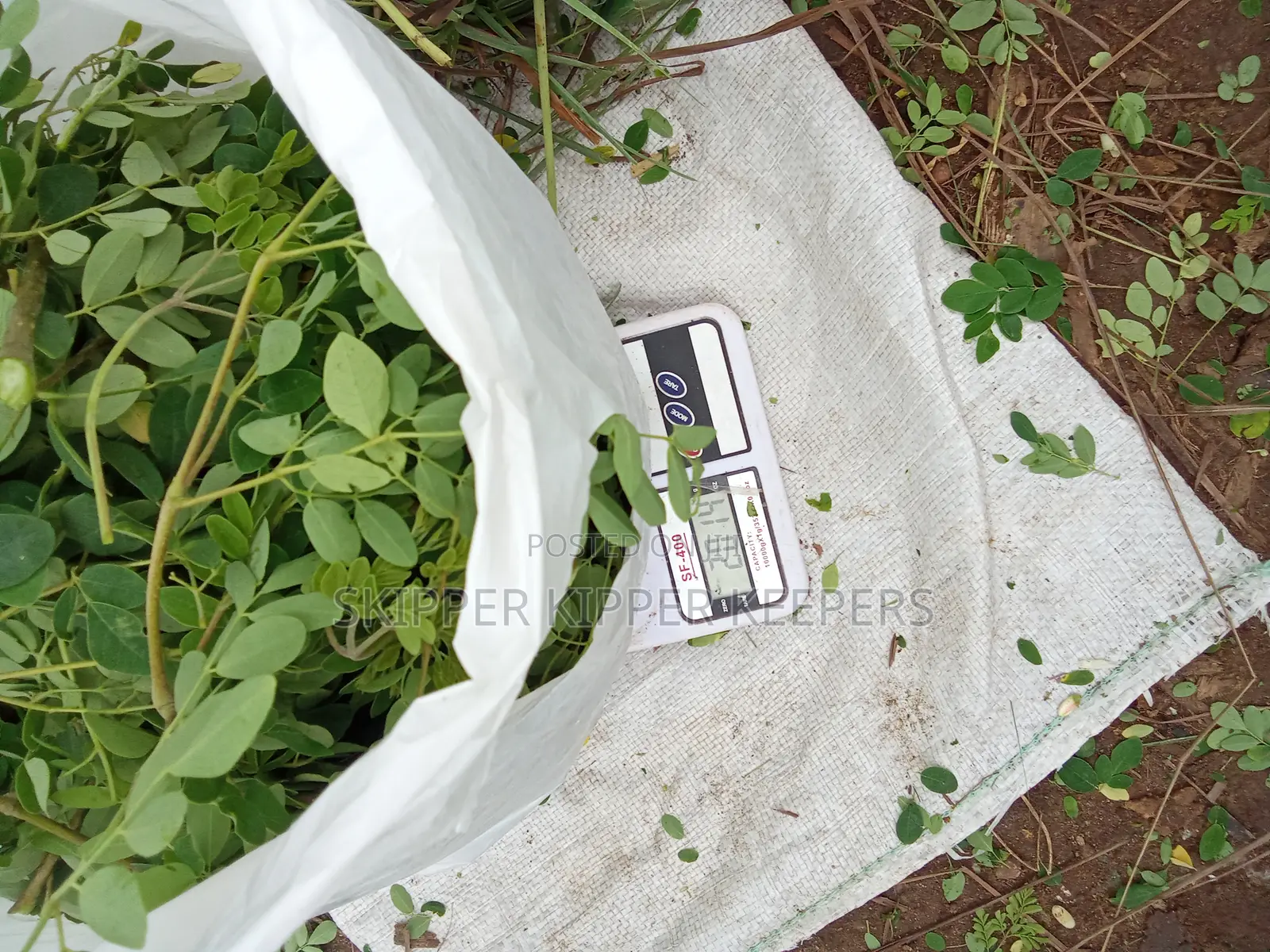 Fresh Moringa Leaf