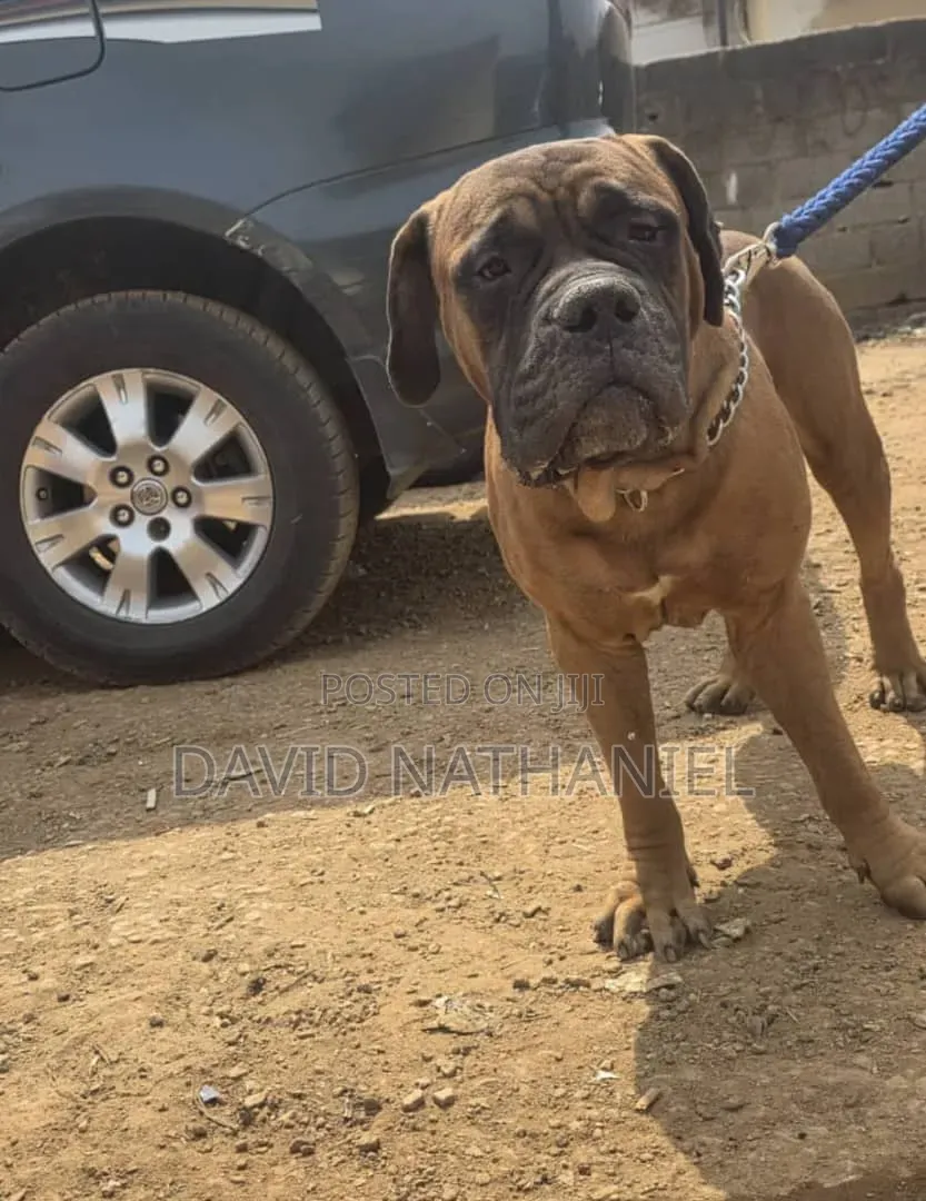 1+ year Male Purebred Boerboel