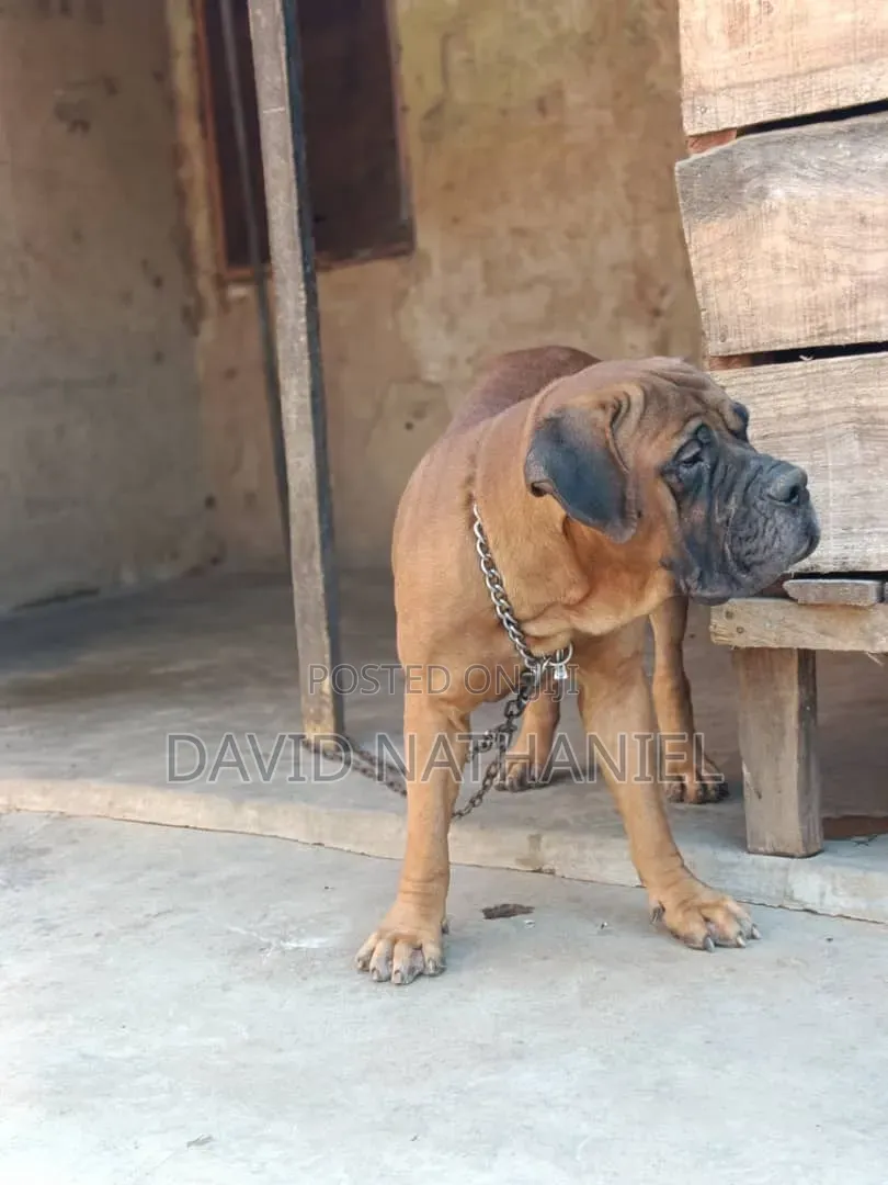 1+ year Male Purebred Boerboel