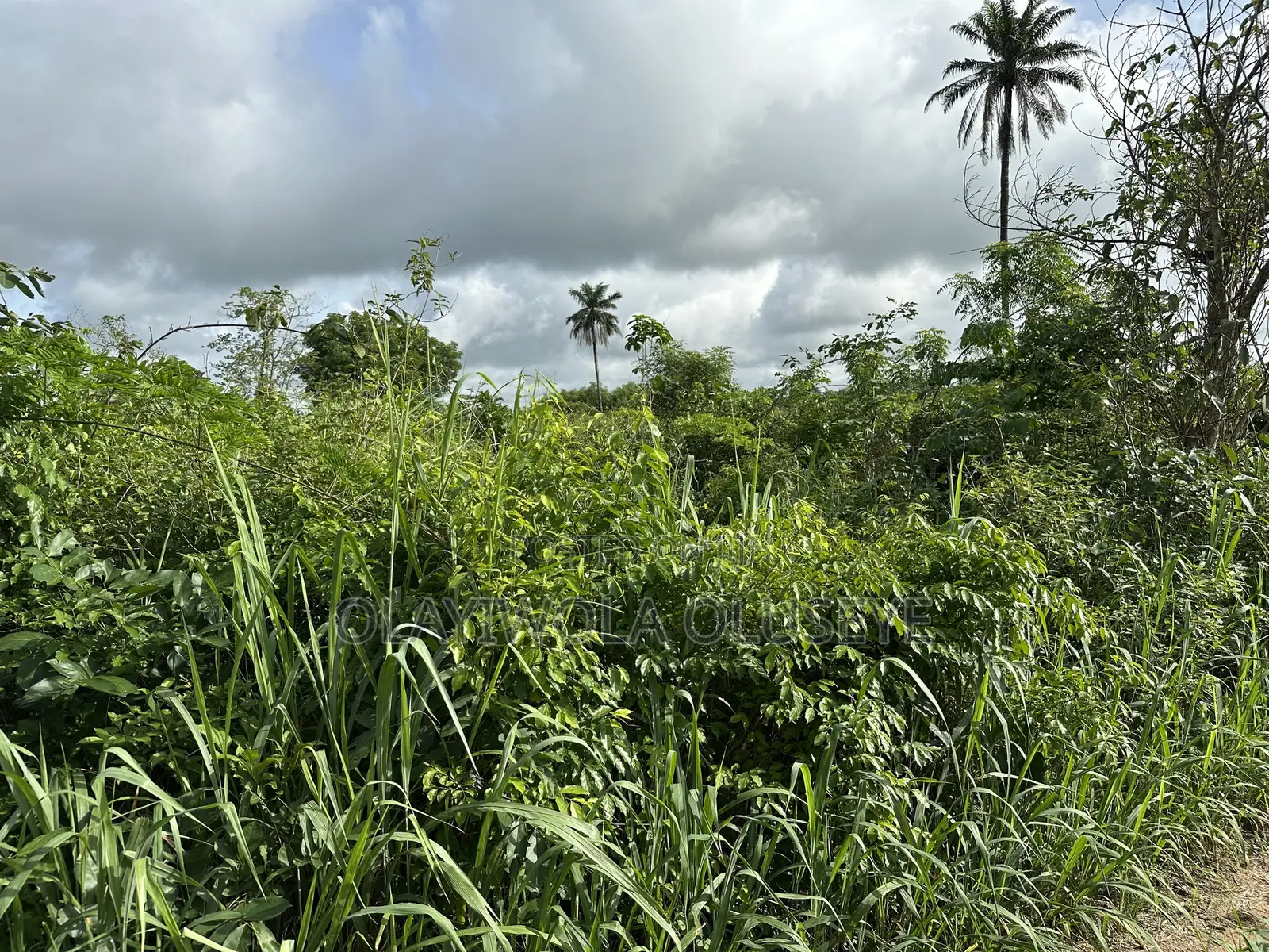 Land Good for Different Varieties of Crop and Animal Farmimg