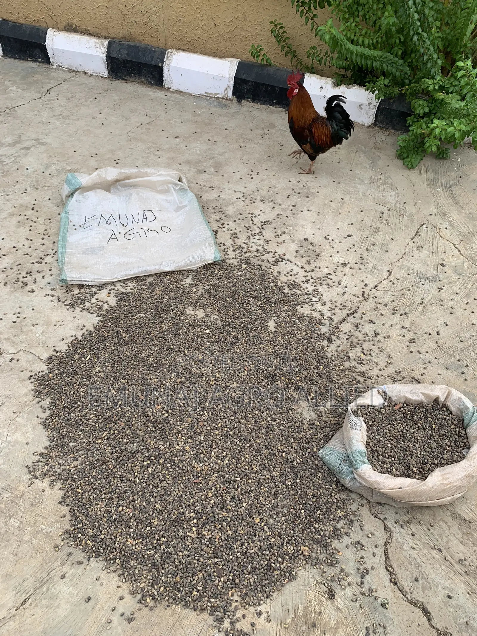 Locust Beans ( Iyere, Kaluwa)