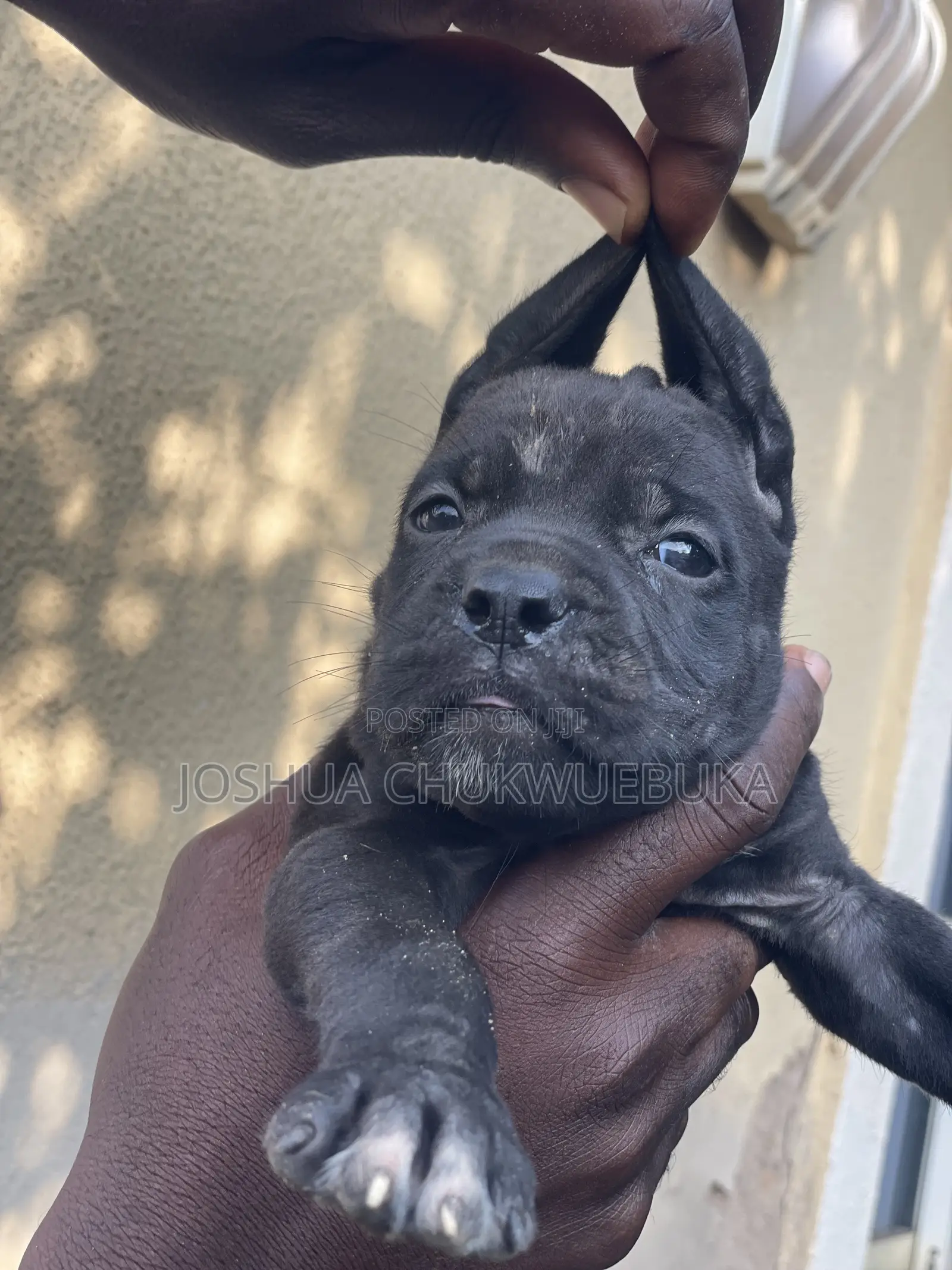 1-3 months Female Purebred Cane Corso