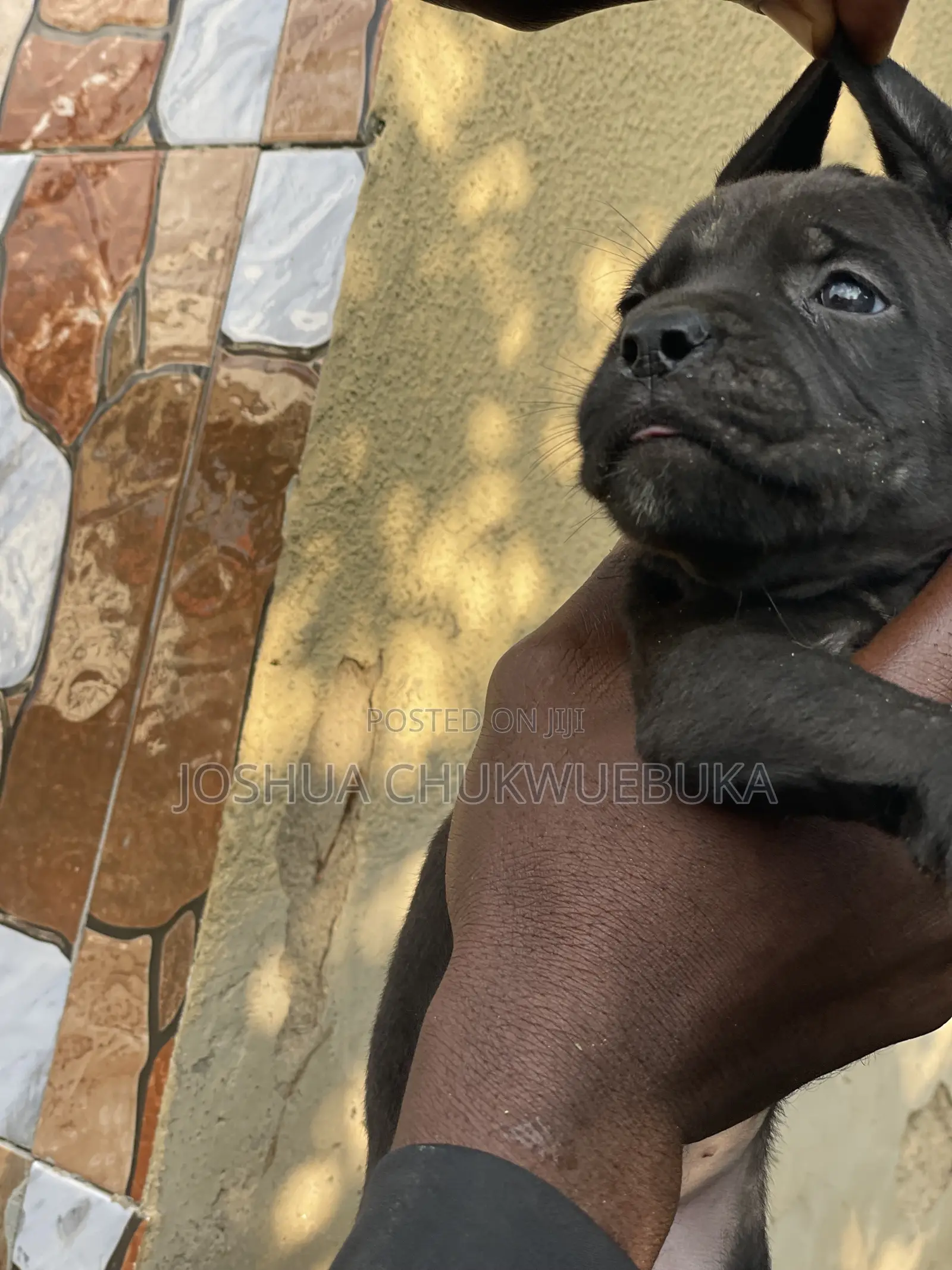 0-1 month Male Purebred Cane Corso