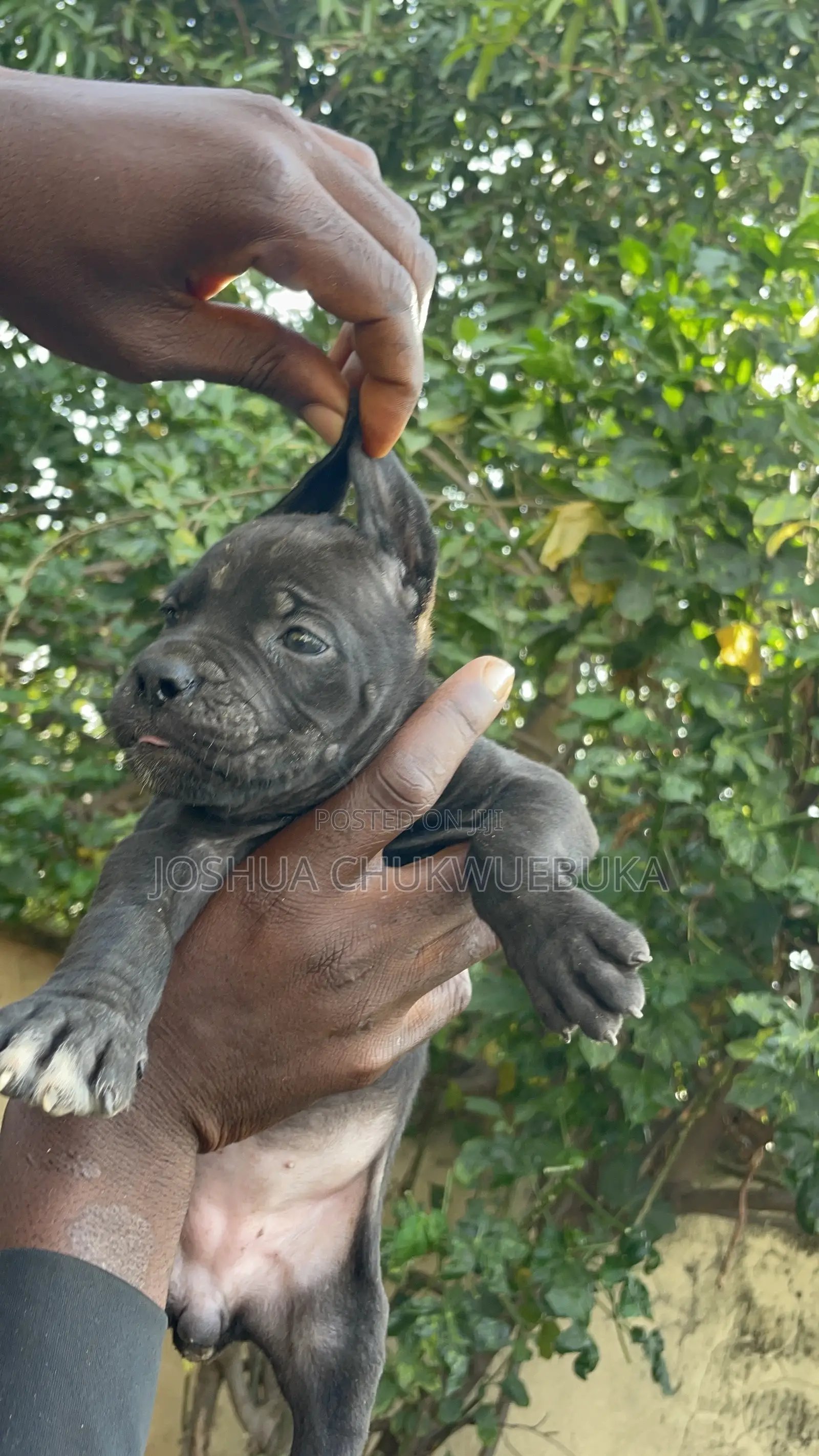 0-1 month Male Purebred Cane Corso