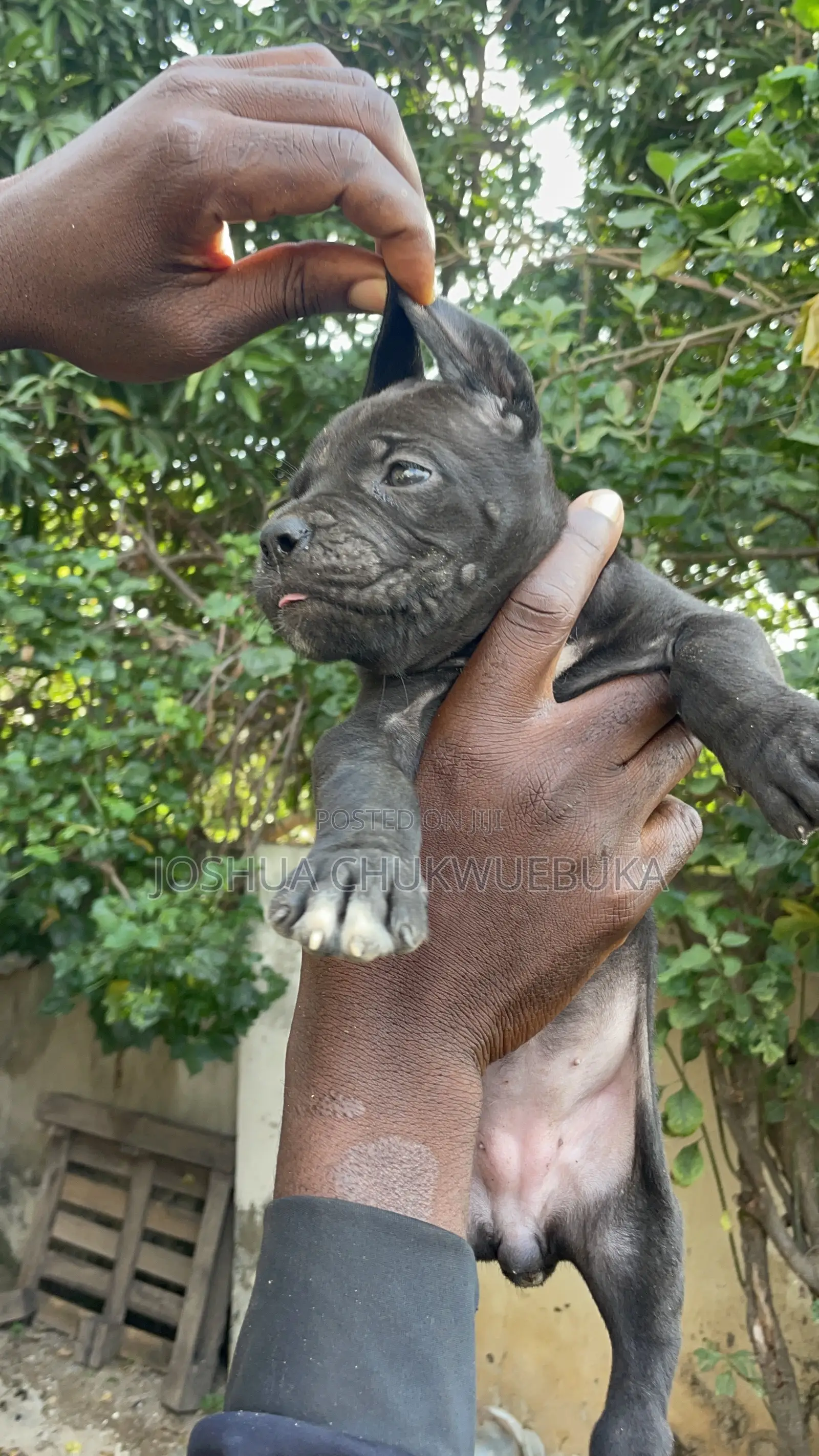 0-1 month Male Purebred Cane Corso