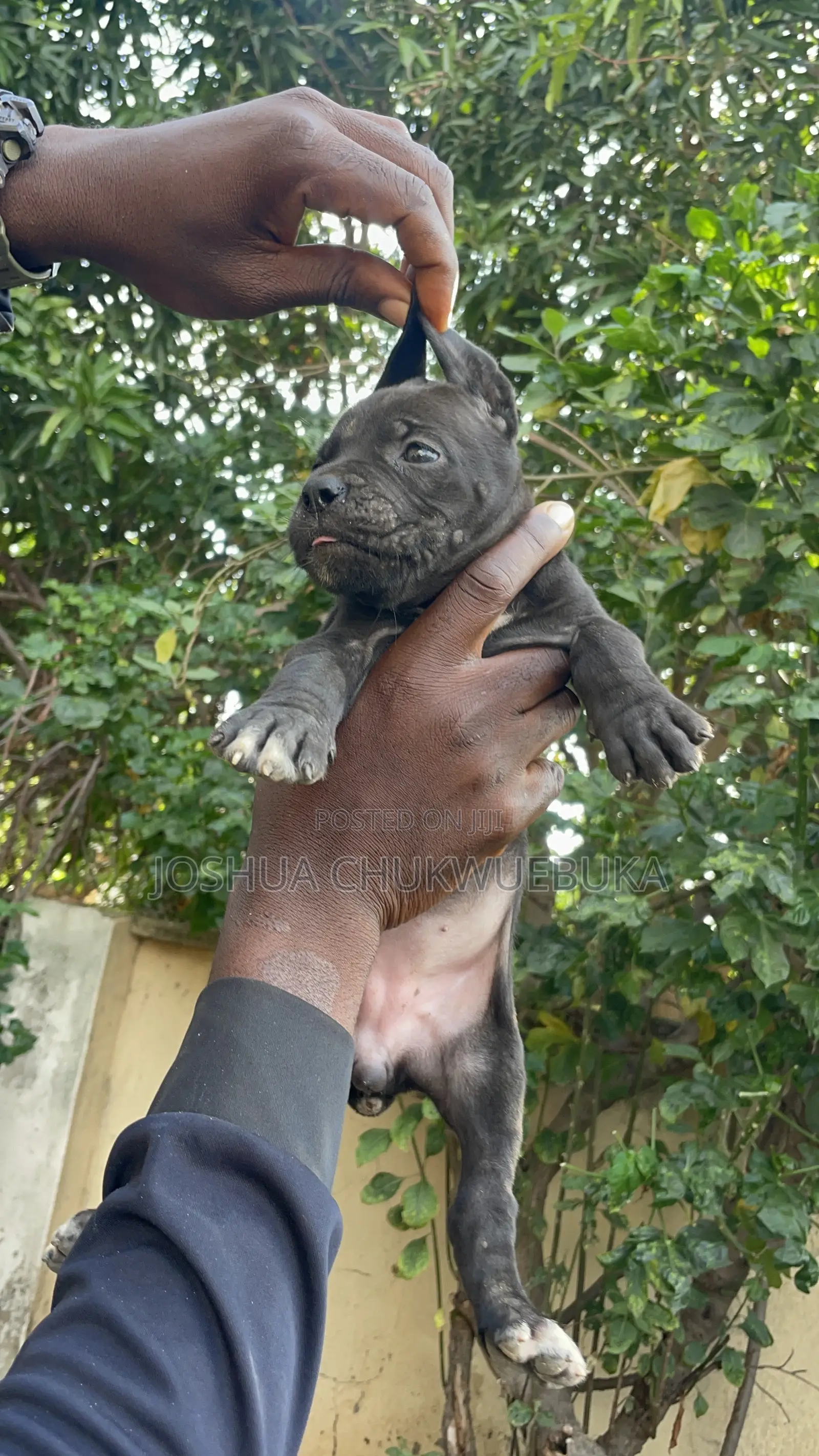 0-1 month Male Purebred Cane Corso