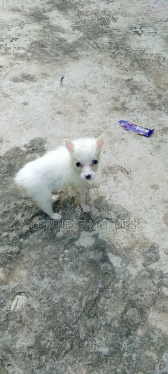 1-3 months Male Purebred American Eskimo