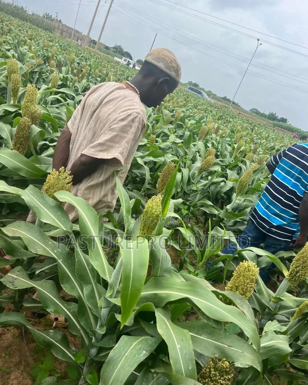 Dwarf Multipurpose Sorghum