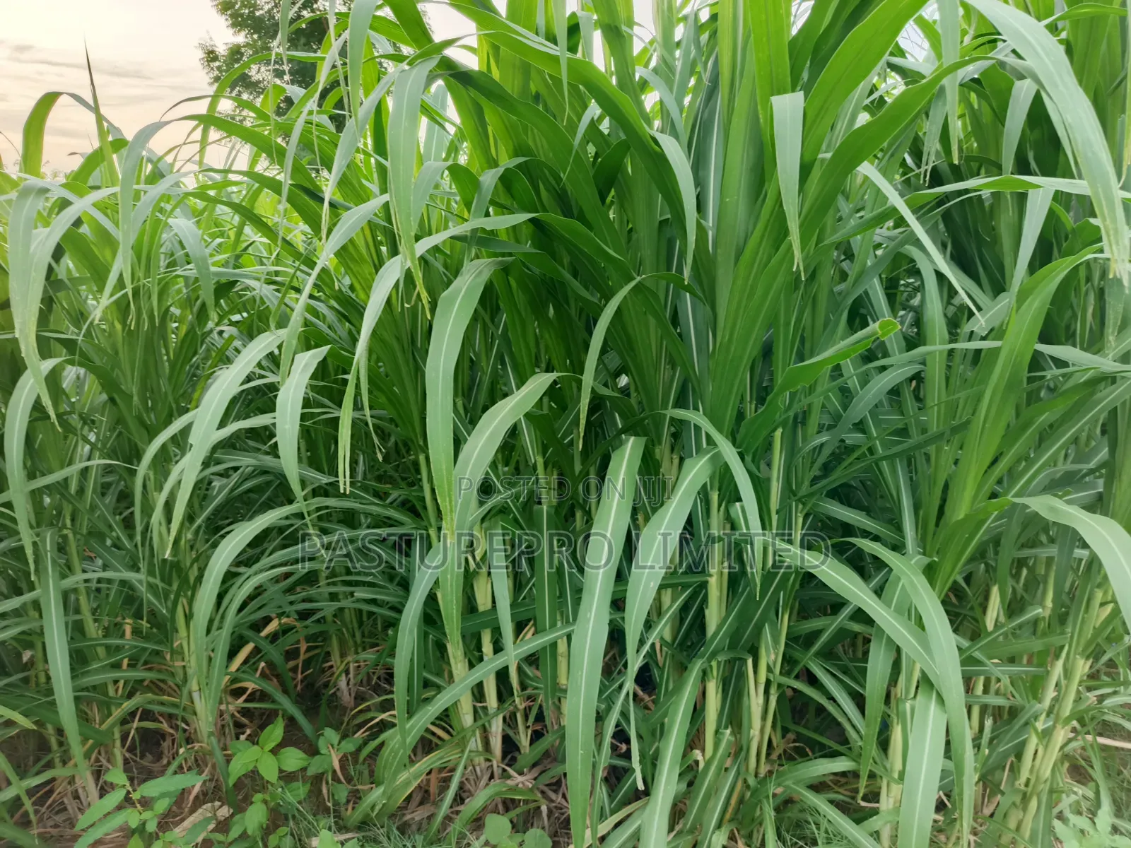 Juncao Grass