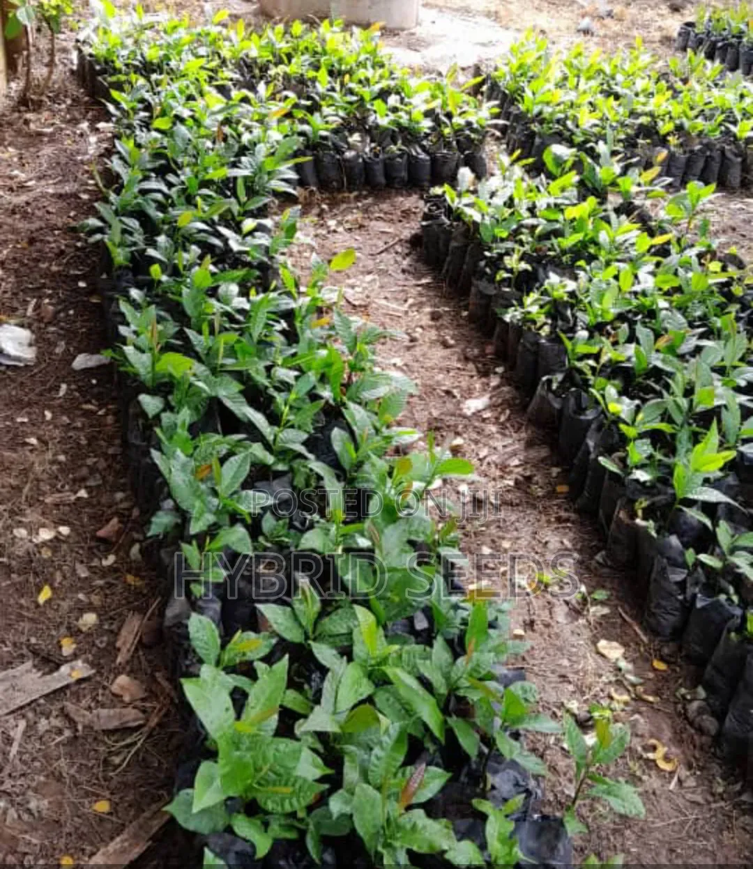 Cashew Hybrid Seedlings