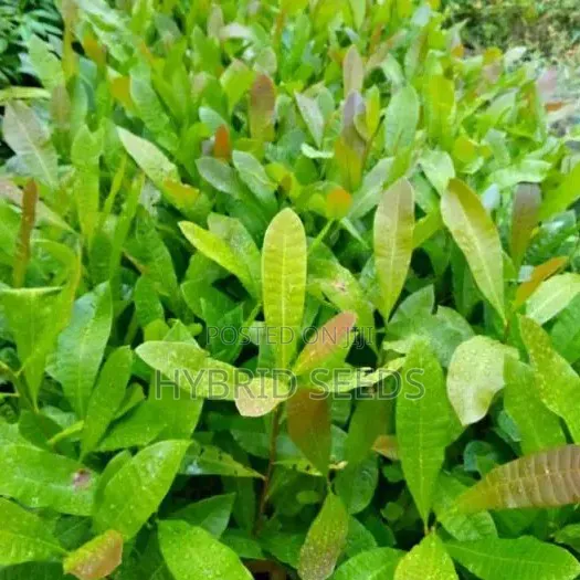 Cashew Hybrid Seedlings