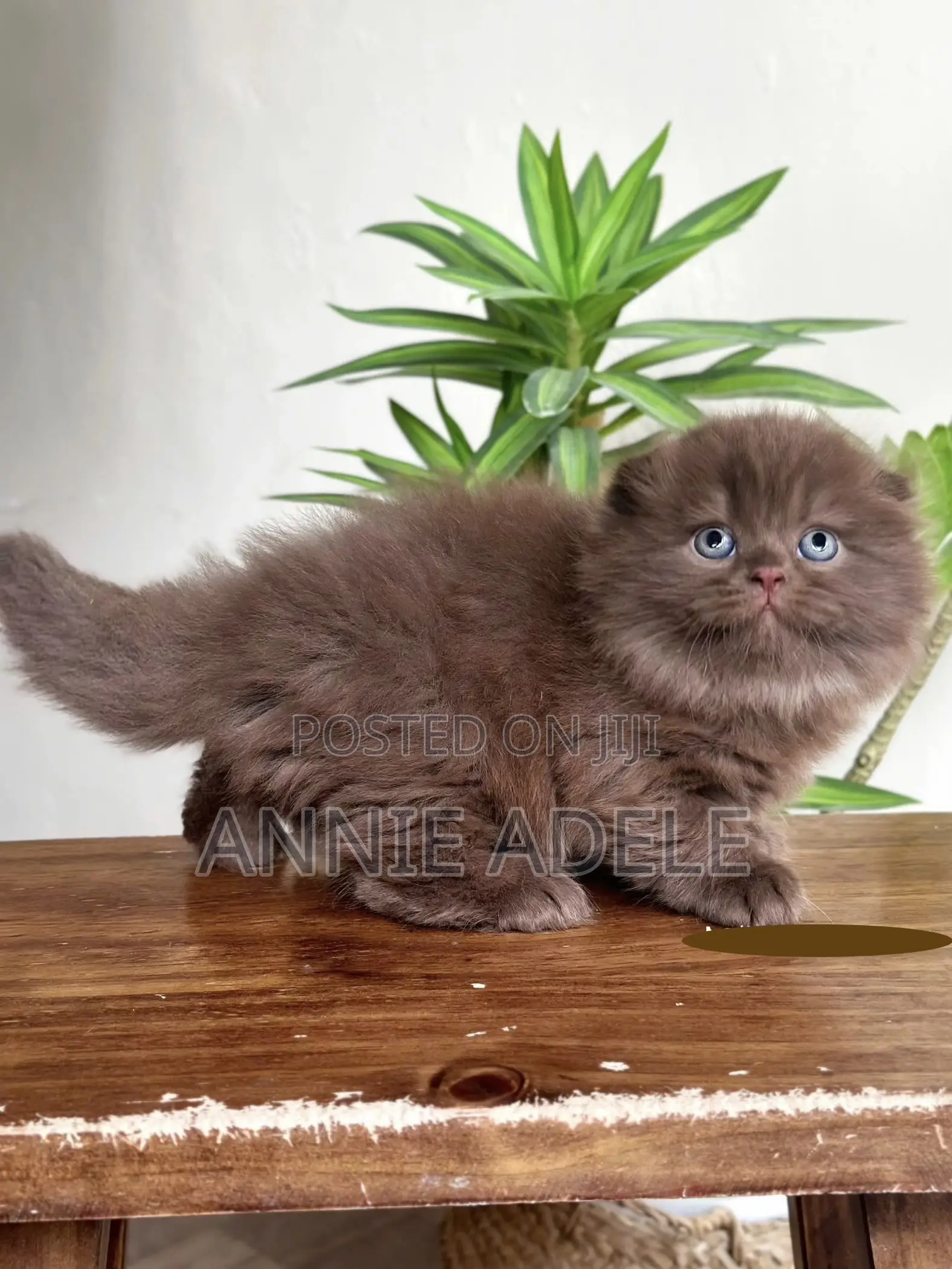 1-3 months Male Purebred British Shorthair