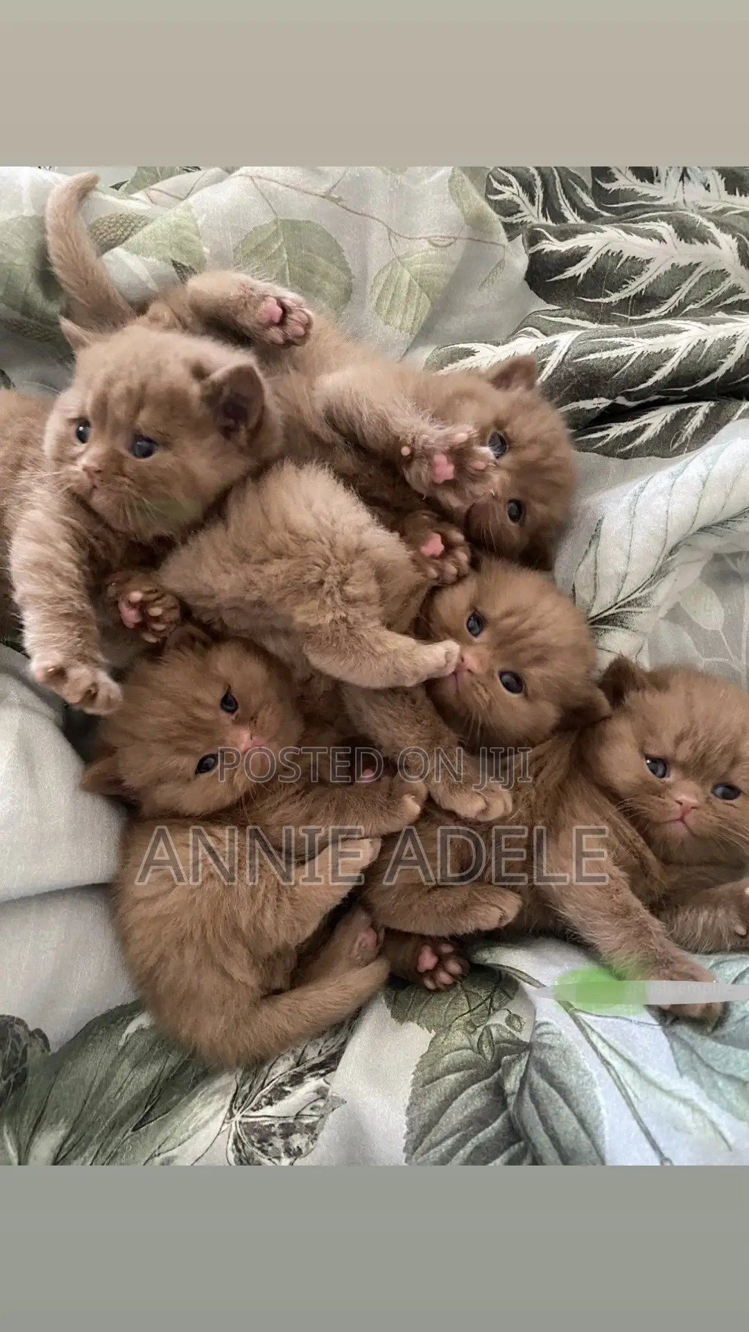 1-3 months Male Purebred British Shorthair
