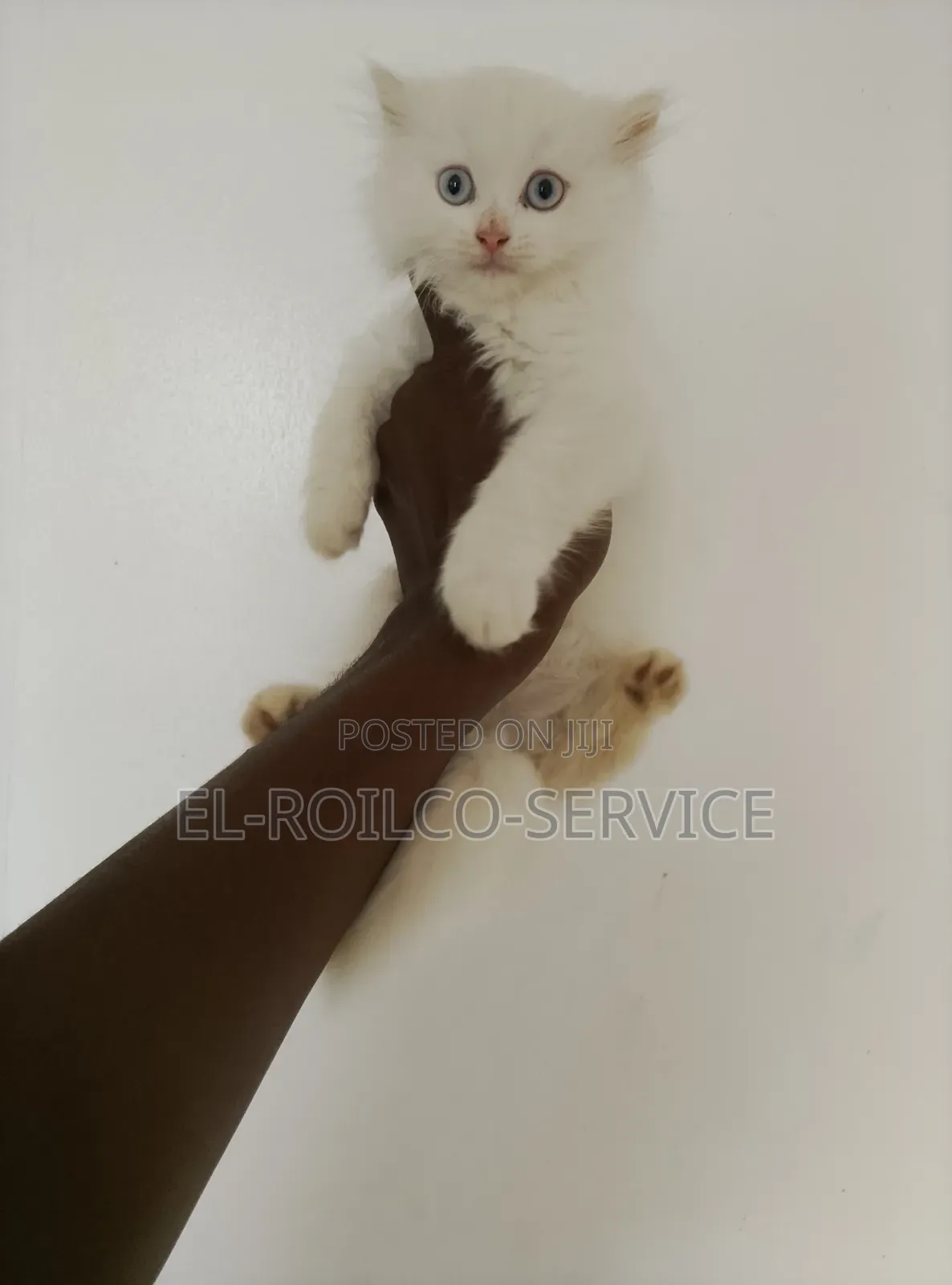 1-3 months Female Purebred Persian