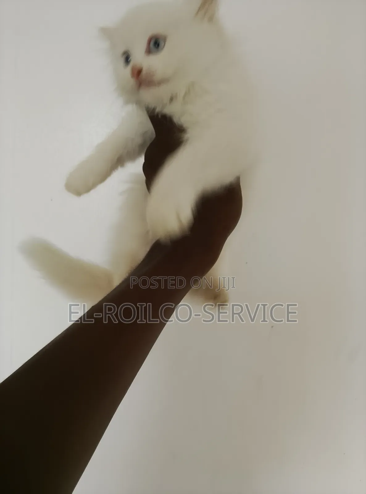 1-3 months Female Purebred Persian