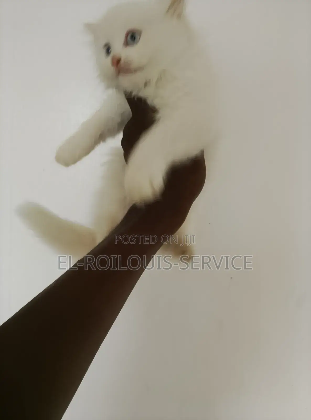 1-3 months Female Purebred Persian