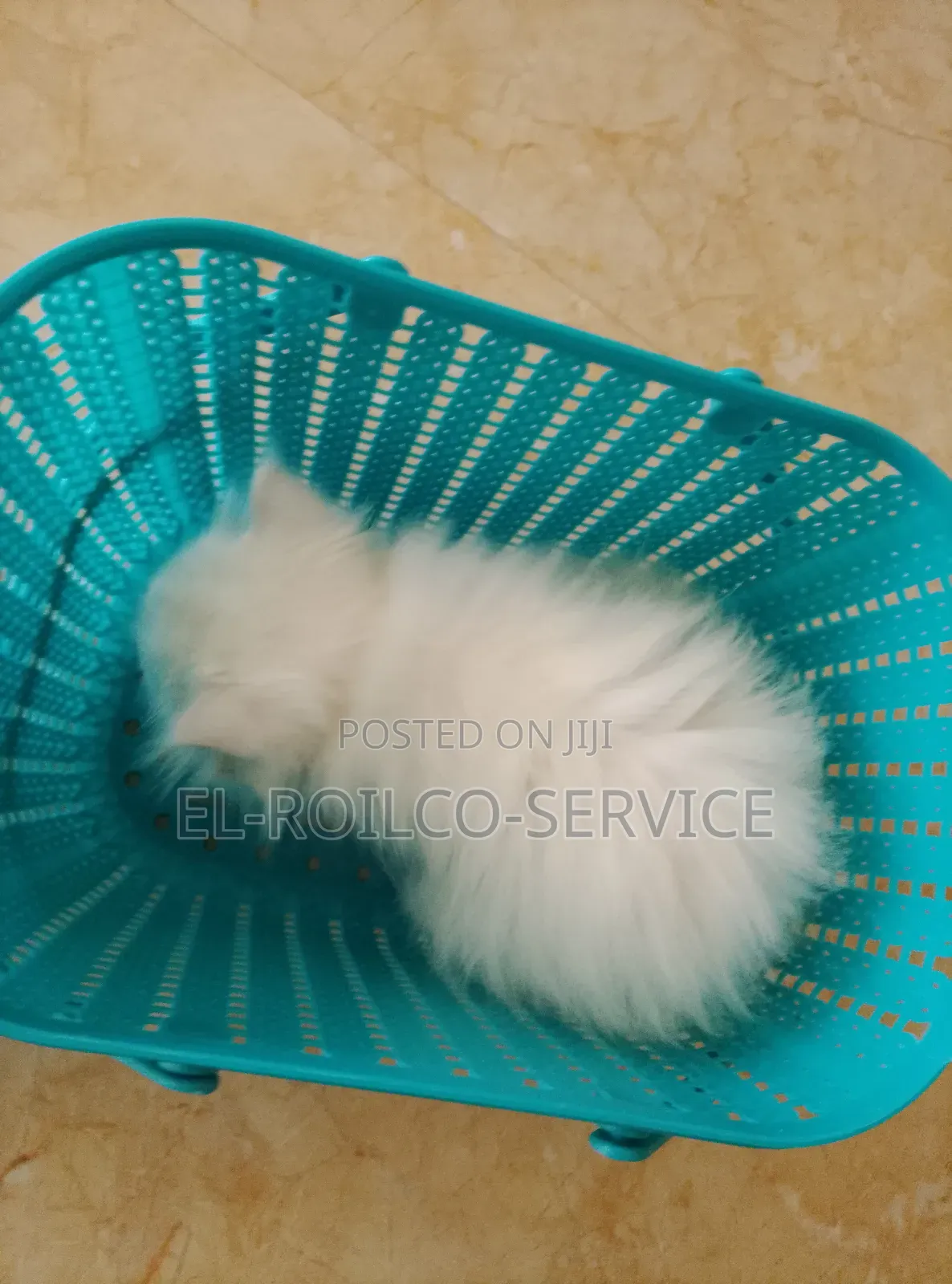 1-3 months Female Purebred Persian