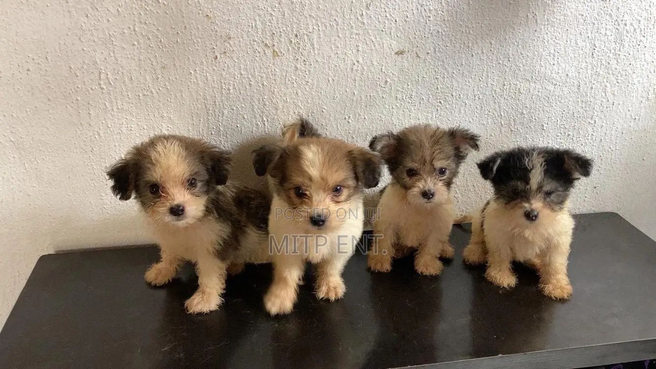 1-3 months Male Purebred Lhasa Apso