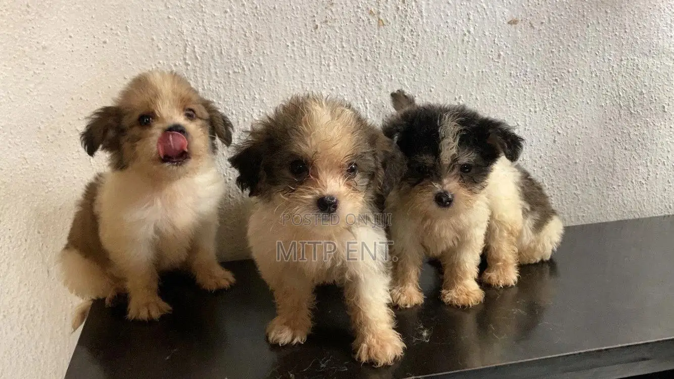 1-3 months Male Purebred Lhasa Apso