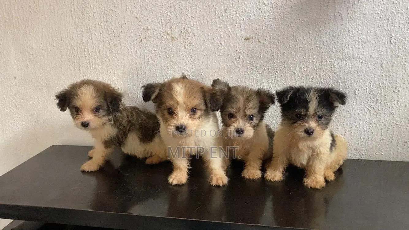 1-3 months Male Purebred Lhasa Apso