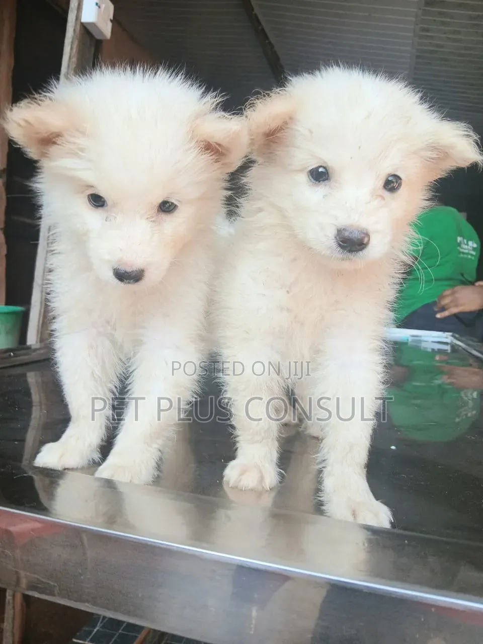 1-3 months Female Purebred American Eskimo