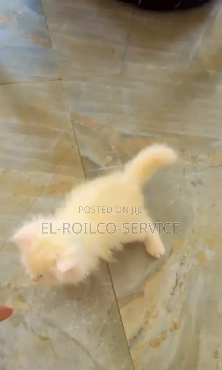 1-3 months Male Purebred Persian