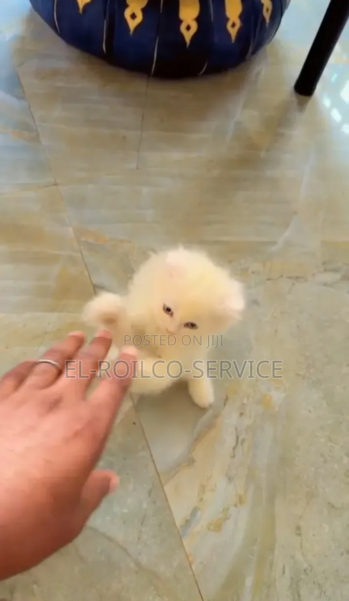 1-3 months Male Purebred Persian