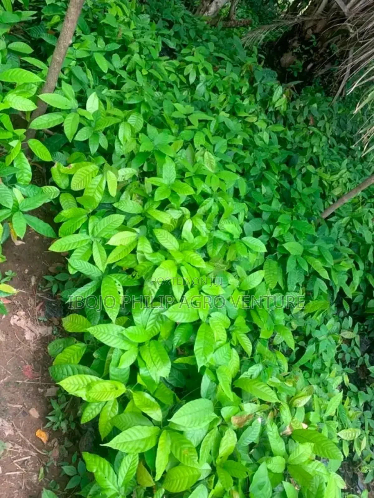 Hybrid Cocoa Ball and Seedlings, Palm Seedlings
