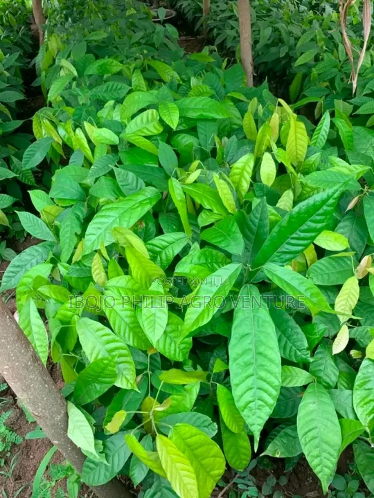 Hybrid Cocoa Ball and Seedlings, Palm Seedlings