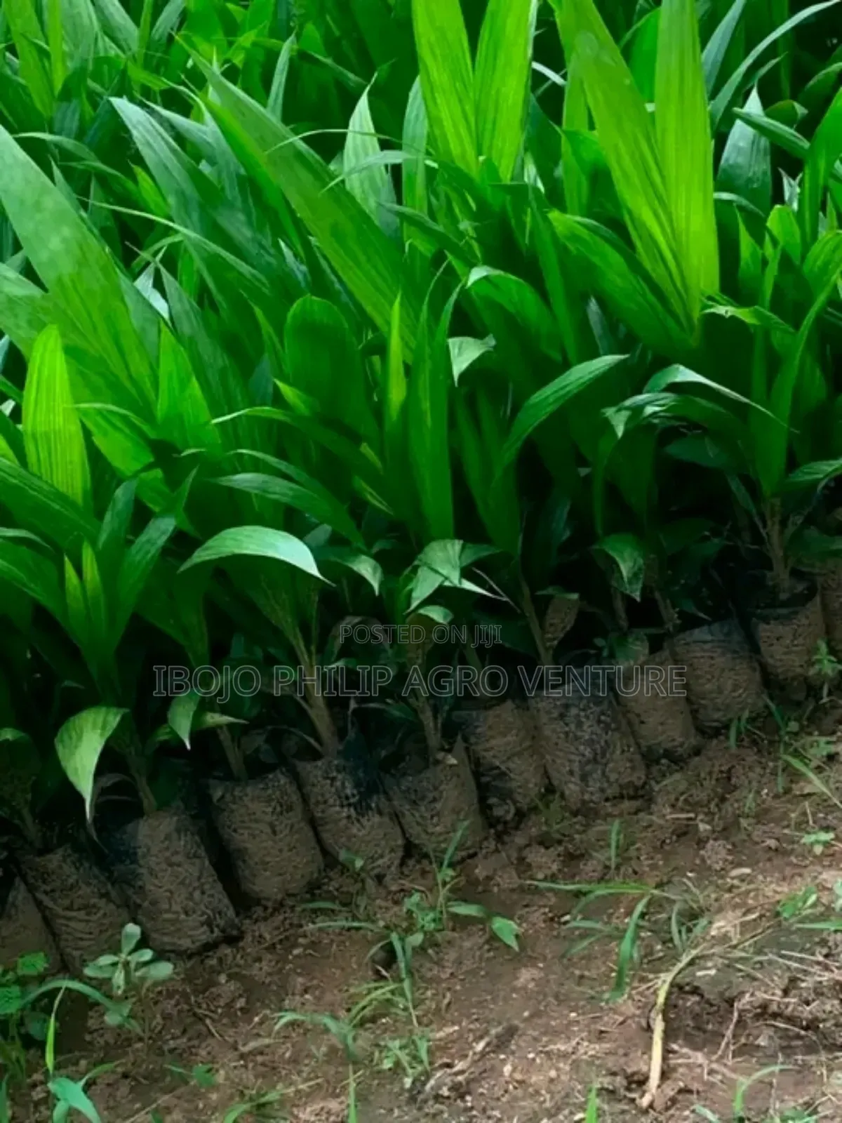 Hybrid Cocoa Ball and Seedlings, Palm Seedlings