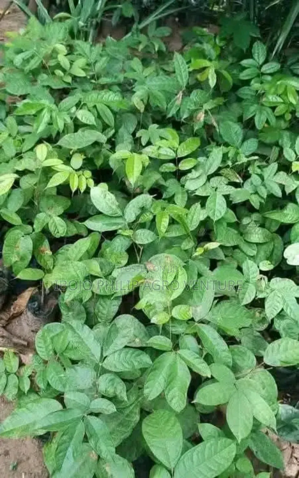 Hybrid Cocoa Ball and Seedlings, Palm Seedlings