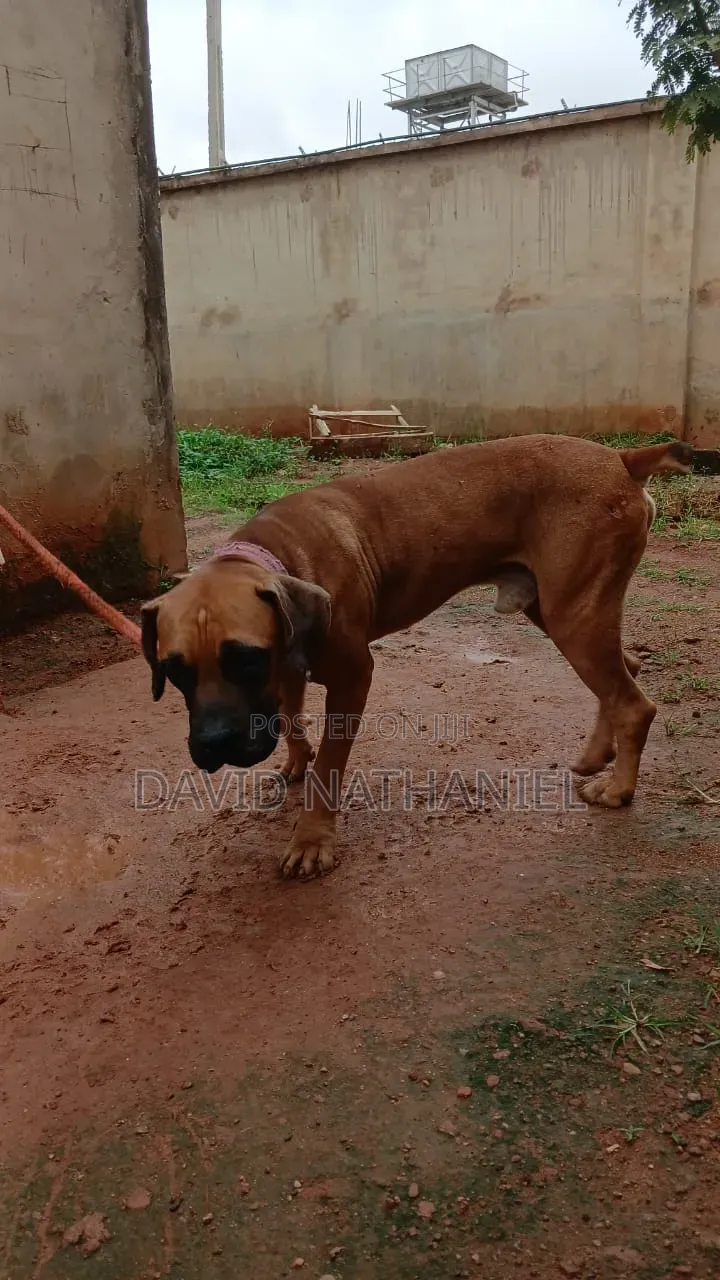 1+ year Male Purebred Boerboel