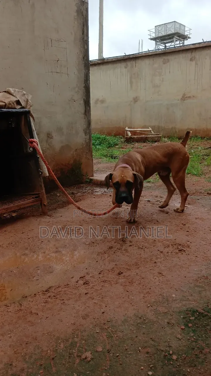1+ year Male Purebred Boerboel