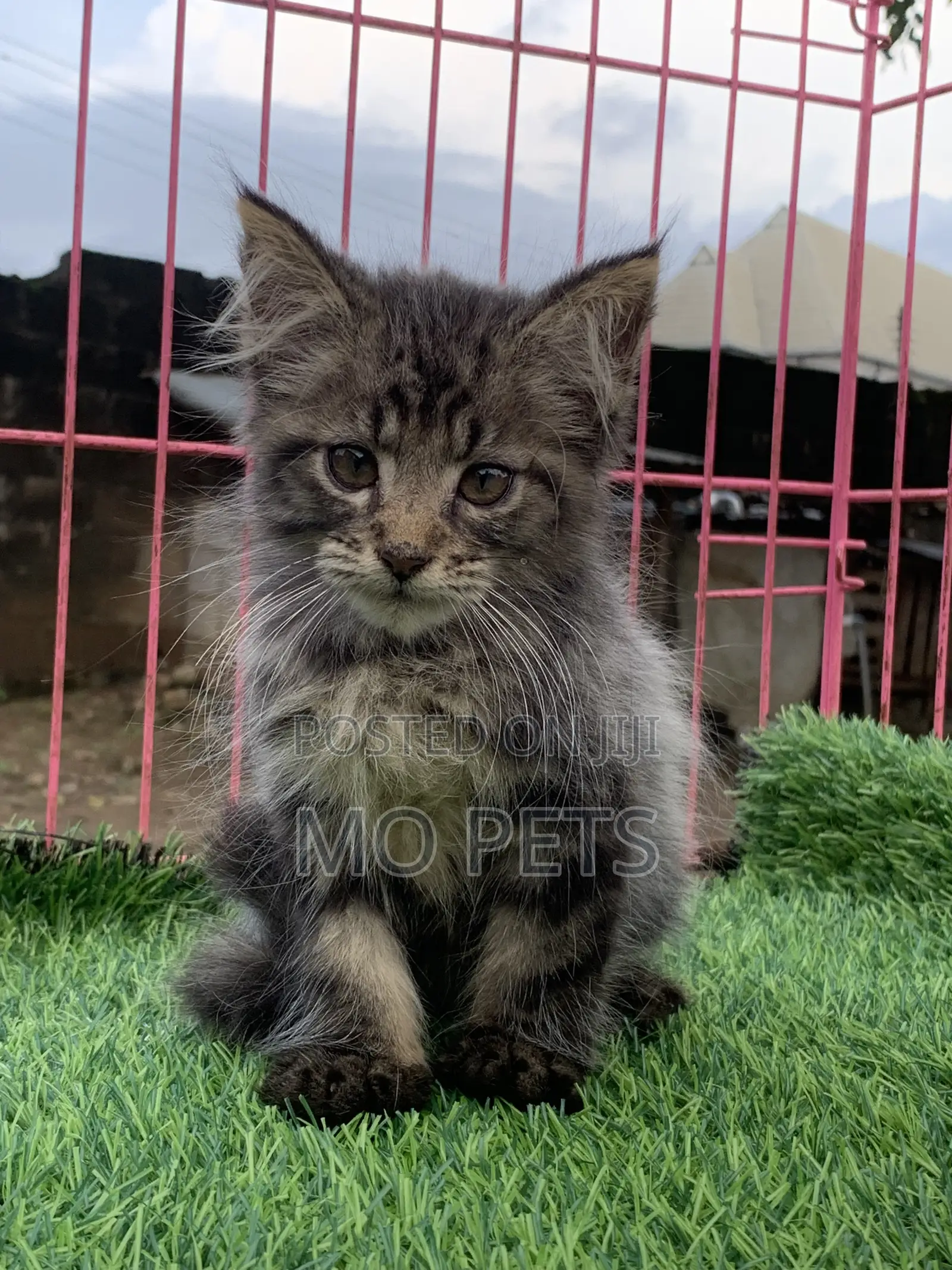 1-3 months Male Purebred Maine Coon