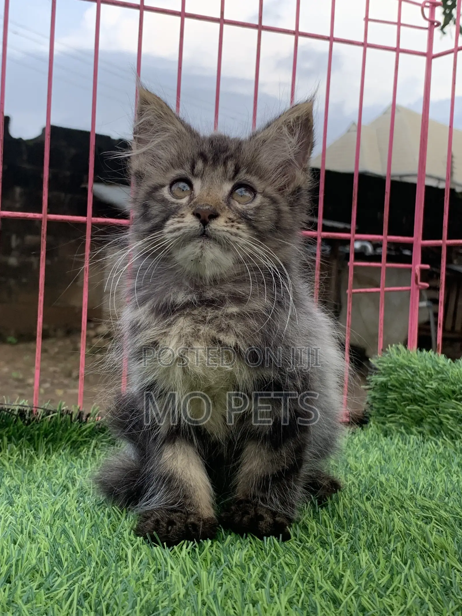 1-3 months Male Purebred Maine Coon