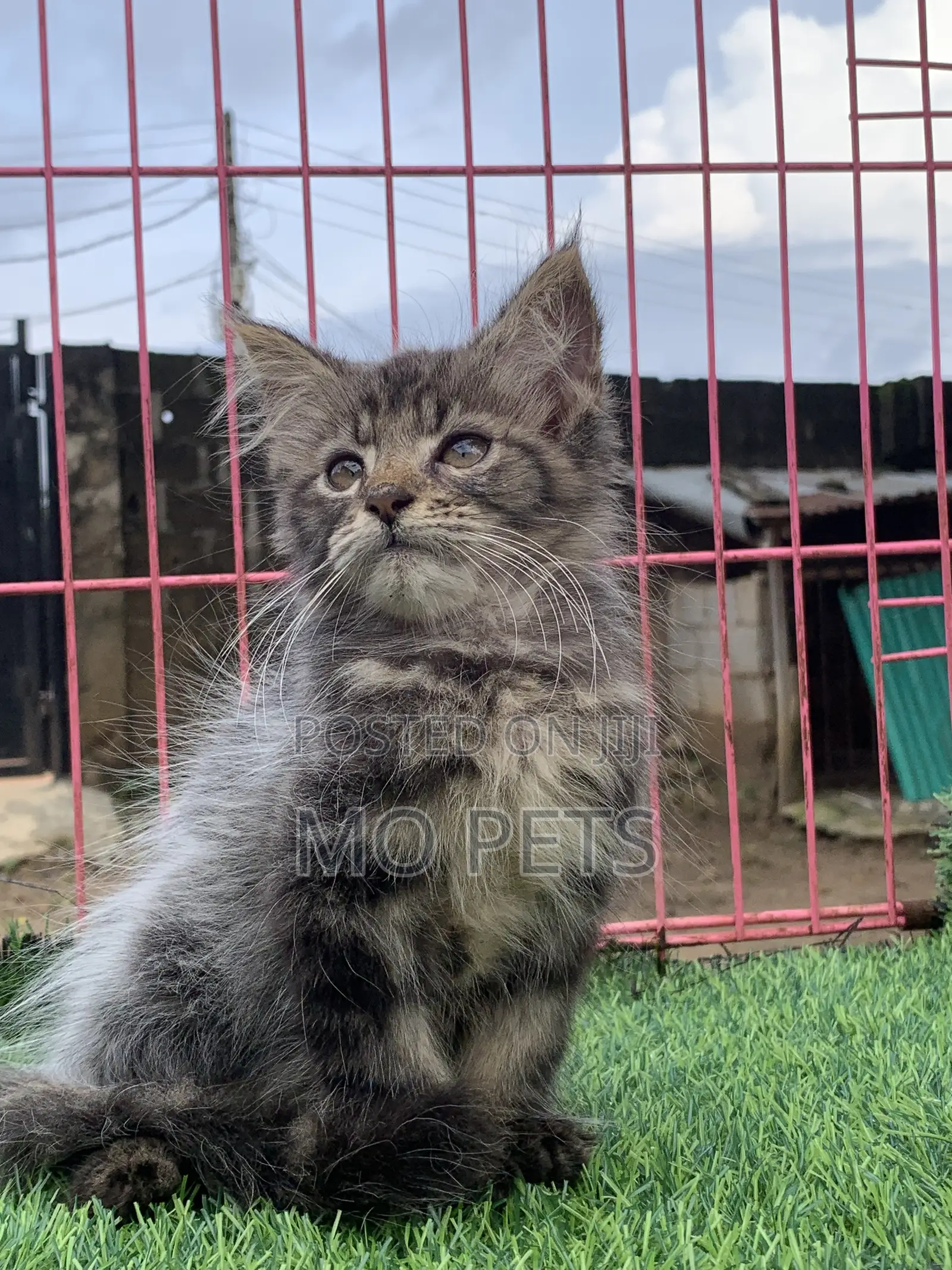 1-3 months Male Purebred Maine Coon