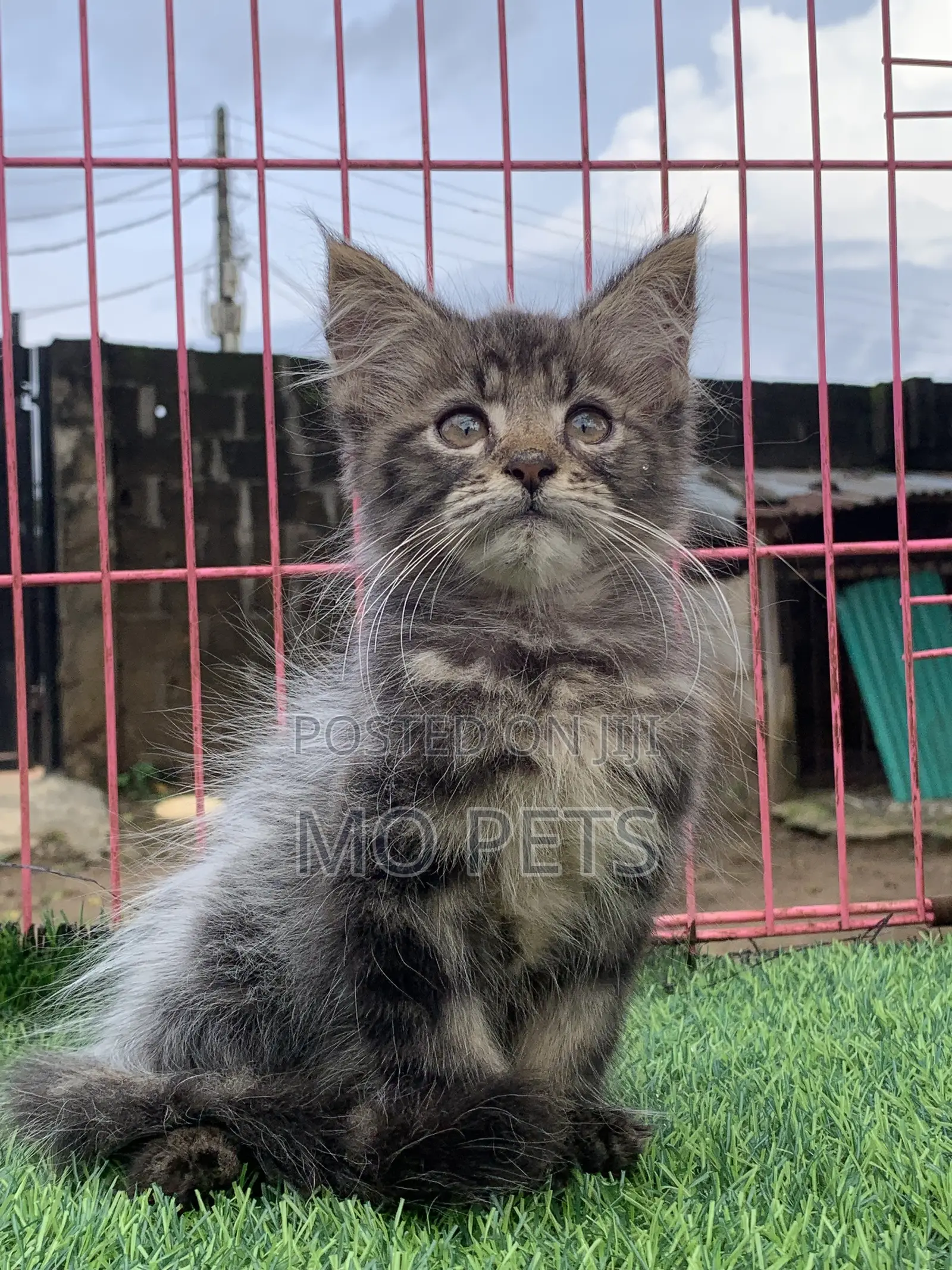 1-3 months Male Purebred Maine Coon