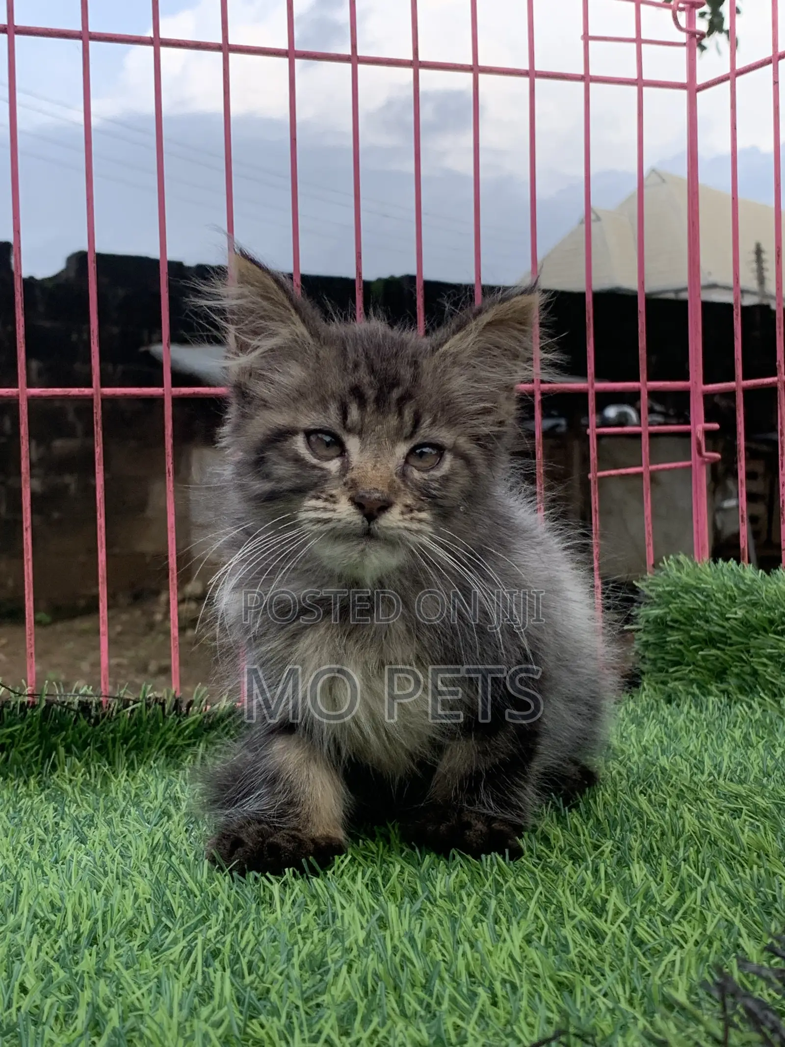 1-3 months Male Purebred Maine Coon