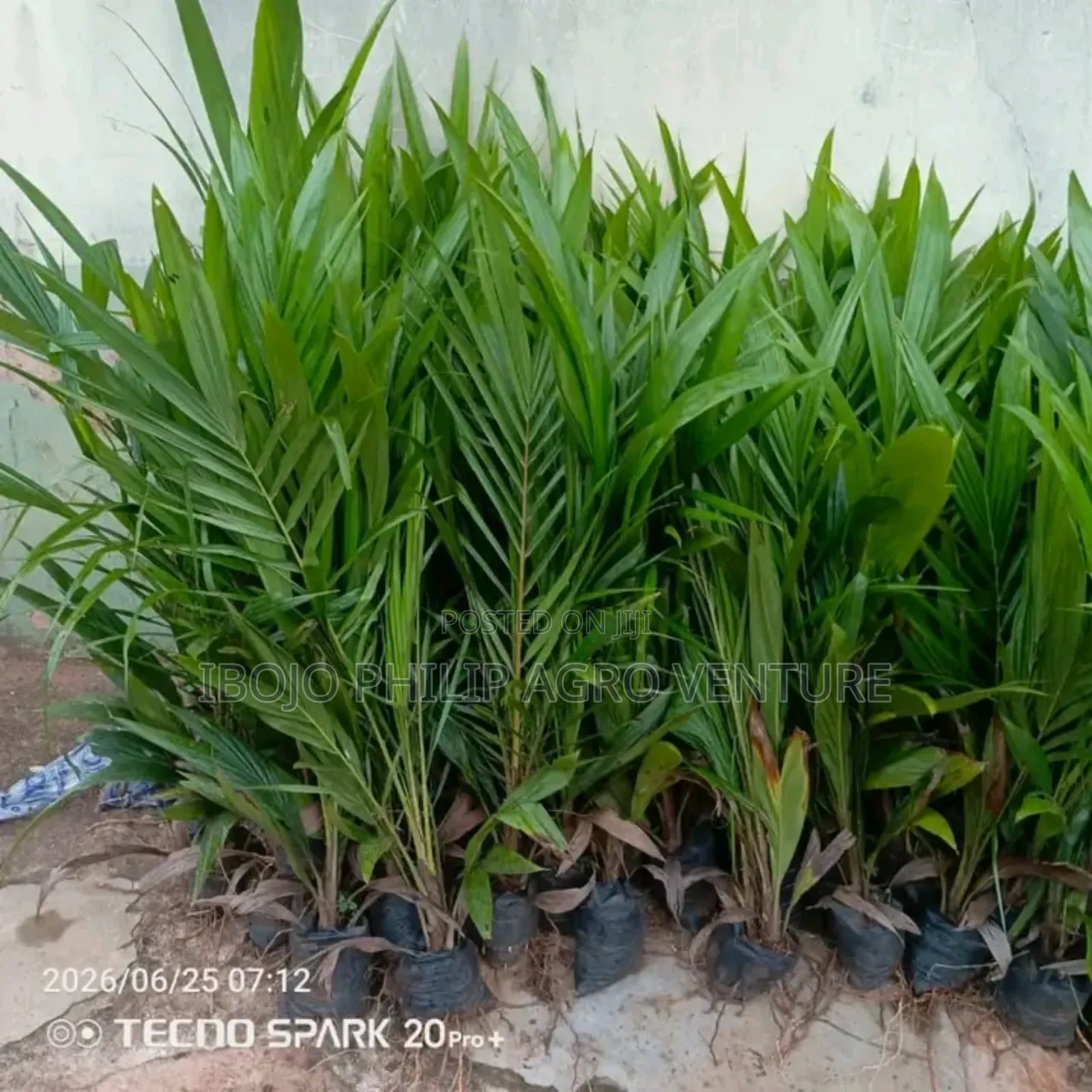 Hybrid Malaysia Supergen Palm Seedling, Tenera Palm Seedling, Seeds