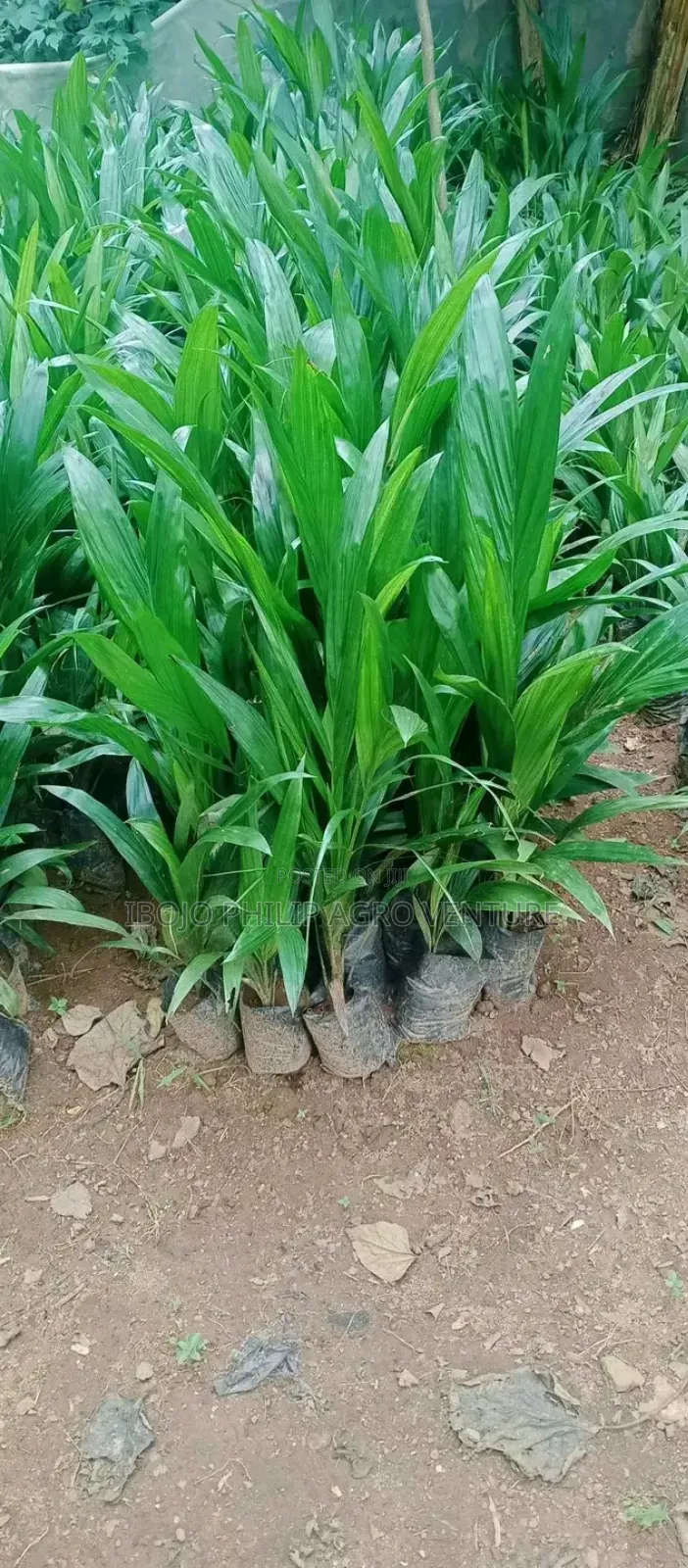 Hybrid Malaysia Supergen Palm Seedling, Tenera Palm Seedling, Seeds