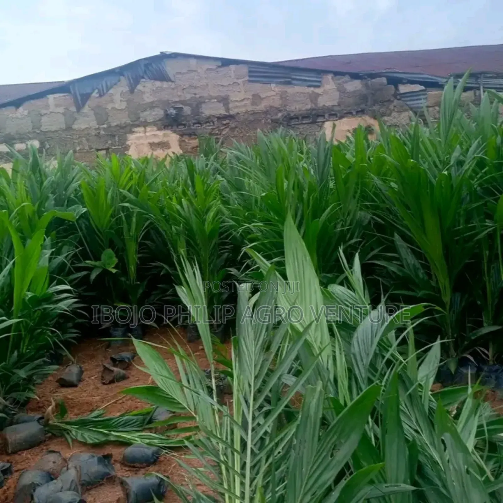Hybrid Malaysia Supergen Palm Seedling, Tenera Palm Seedling, Seeds