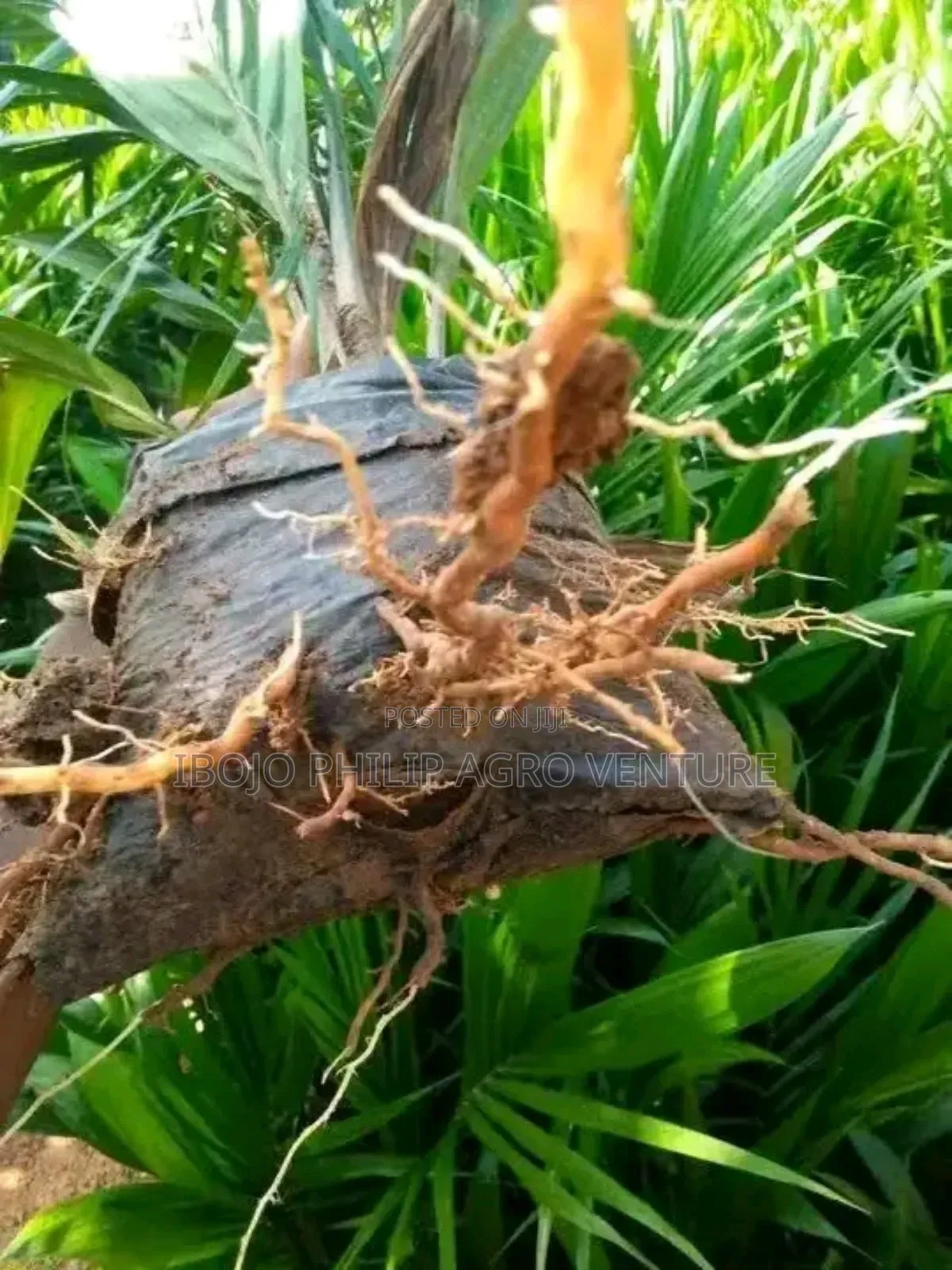 Hybrid Malaysia Supergen Palm Seedling, Tenera Palm Seedling, Seeds