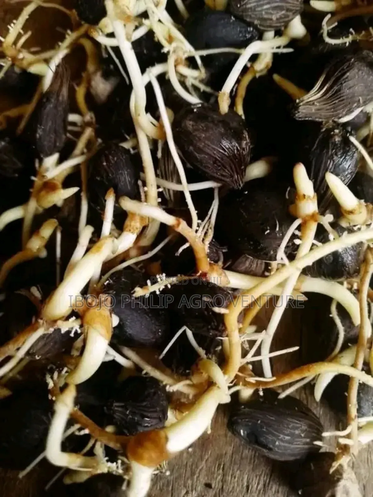 Hybrid Malaysia Supergen Palm Seedling, Tenera Palm Seedling, Seeds
