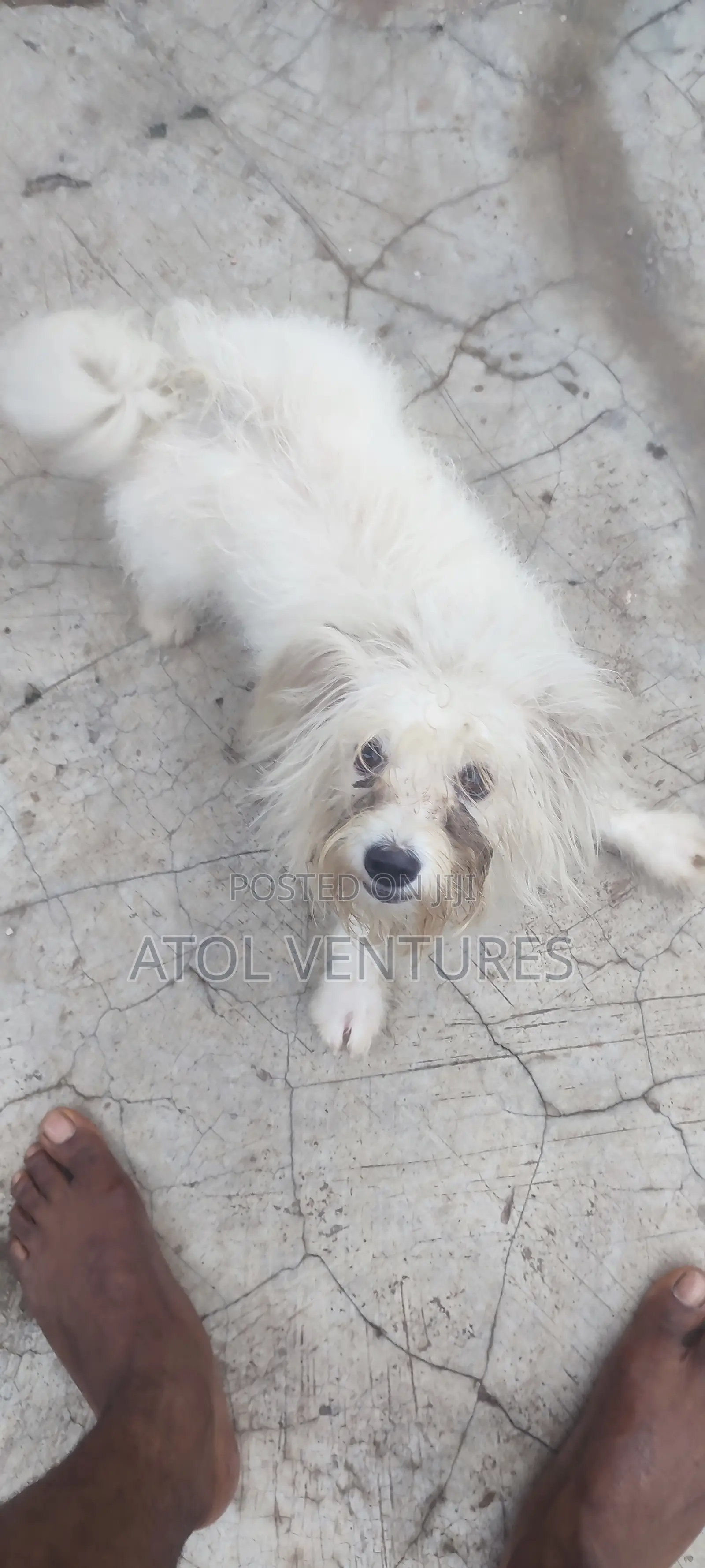 1+ year Female Mixed Breed Lhasa Apso