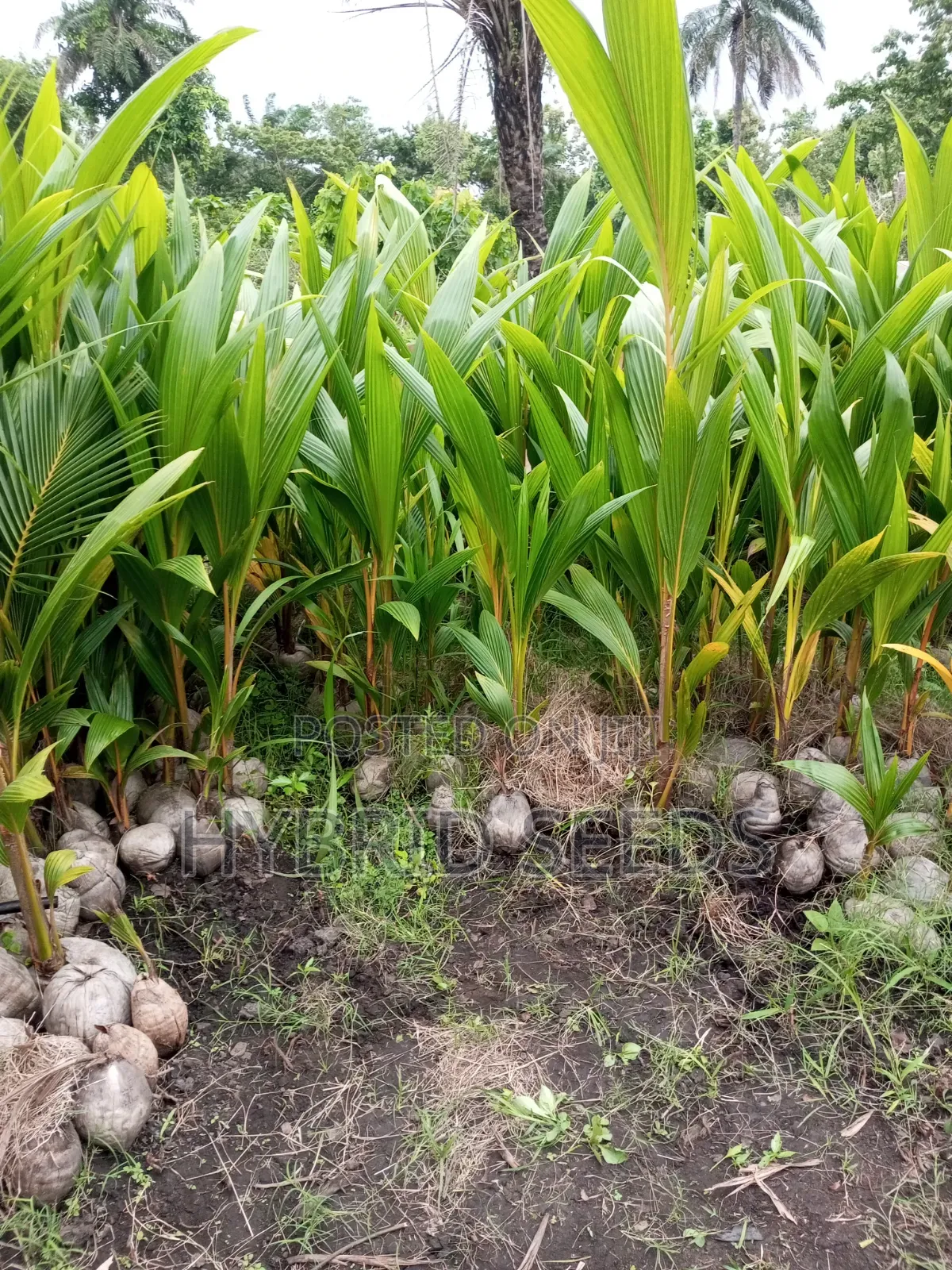 Hybrid Coconut Seedlings