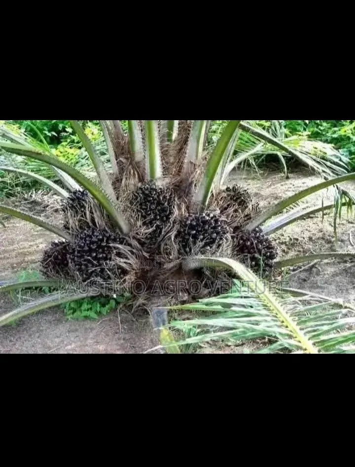 Pure Malaysia Supergen Oil Palm Seedlings